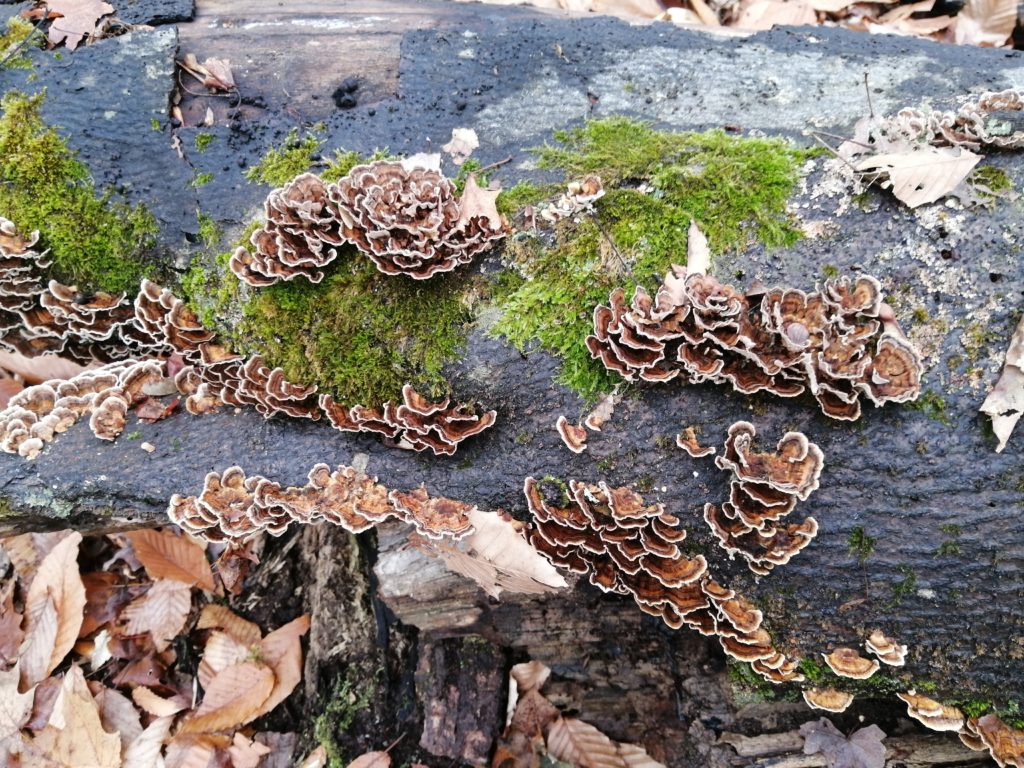 Coriolus - Tramète versicolore -Trametes versicolor 