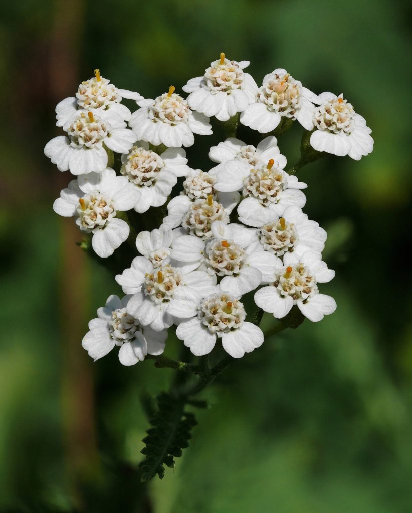 Achillée millefeuille